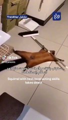 هذا السنجاب ممثل بارع