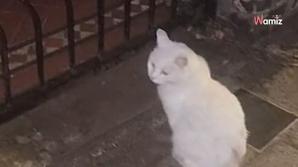 Owner issues warning to neighbours, explaining his cat's hilarious habit (video)