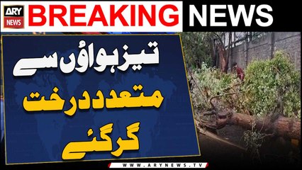 تیز ہواؤں سے متعدد درخت گر گئے 🌳 | اہم خبریں