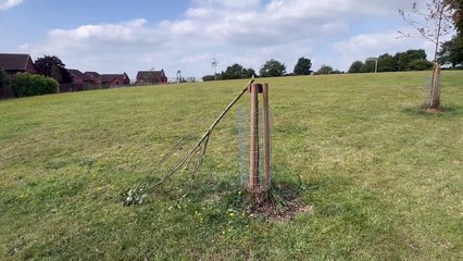 The damaged tree in Beacon Park, Crediton, video by Alan Quick IMG_1756