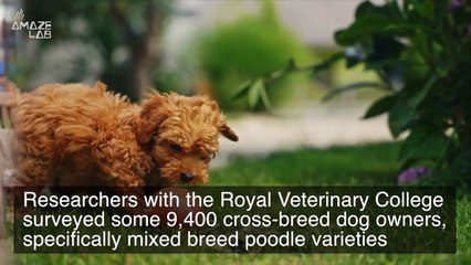 New Study Answers Whether Cross-Bred Dogs Are Healthier Than Pure-Bred