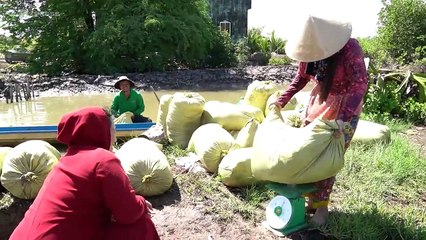 Kiếm tiền triệu mỗi ngày nhờ vớt rong câu trong vuông tôm