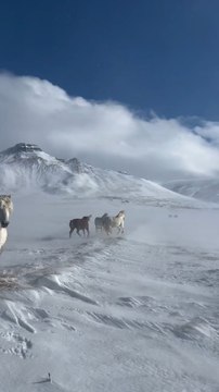 Icelandic Horses The Bravest Animals I Know Follow For More Videos ...!!