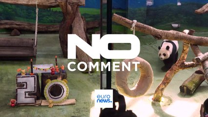 Tayvan'ın en yaşlı dişi pandası 20. doğum gününü kutladı