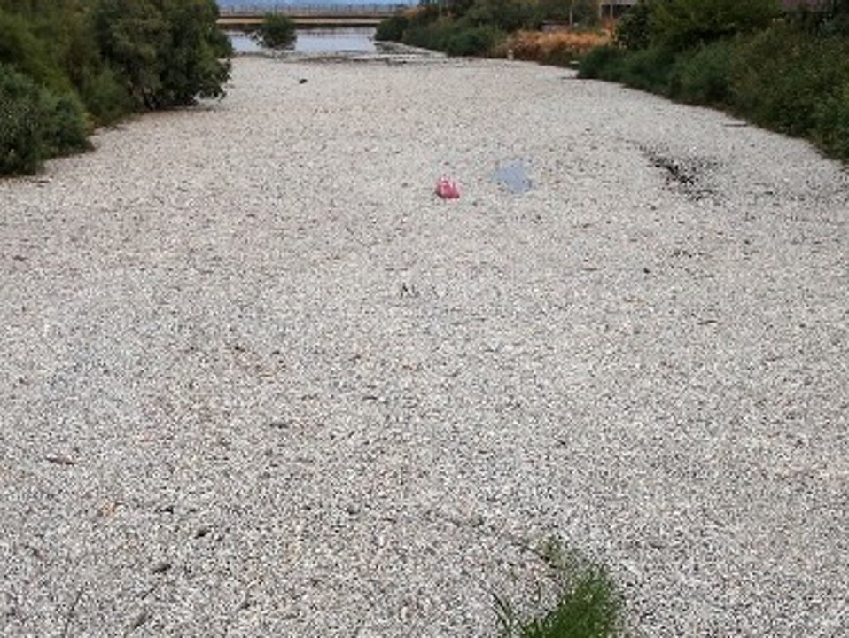 Über 100 Tonnen tote Fische an griechische Küste angespült