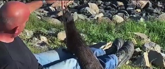 Billy & Molly: An Otter Love Story - Official Trailer