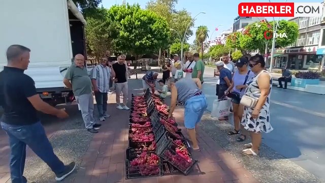 Aracılara kızan Ejder meyvesi üreticisi 2 bin adet Ejder meyvesini bedava dağıttı