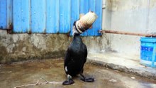 Cormorants have eaten fish all their lives, and they don't know what it tastes like - watermelon video
