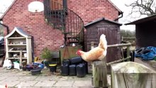 Domestic chickens fly like birds, it's so incredible and eye-opening
