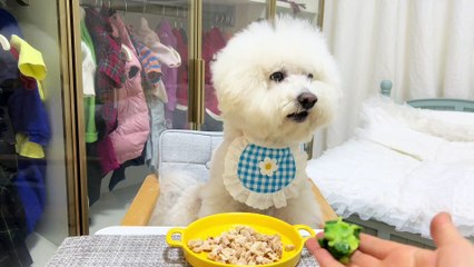 I suspect that my dog is a human change, and his little mouth is too good to talk day by day, don't believe you - watermelon video