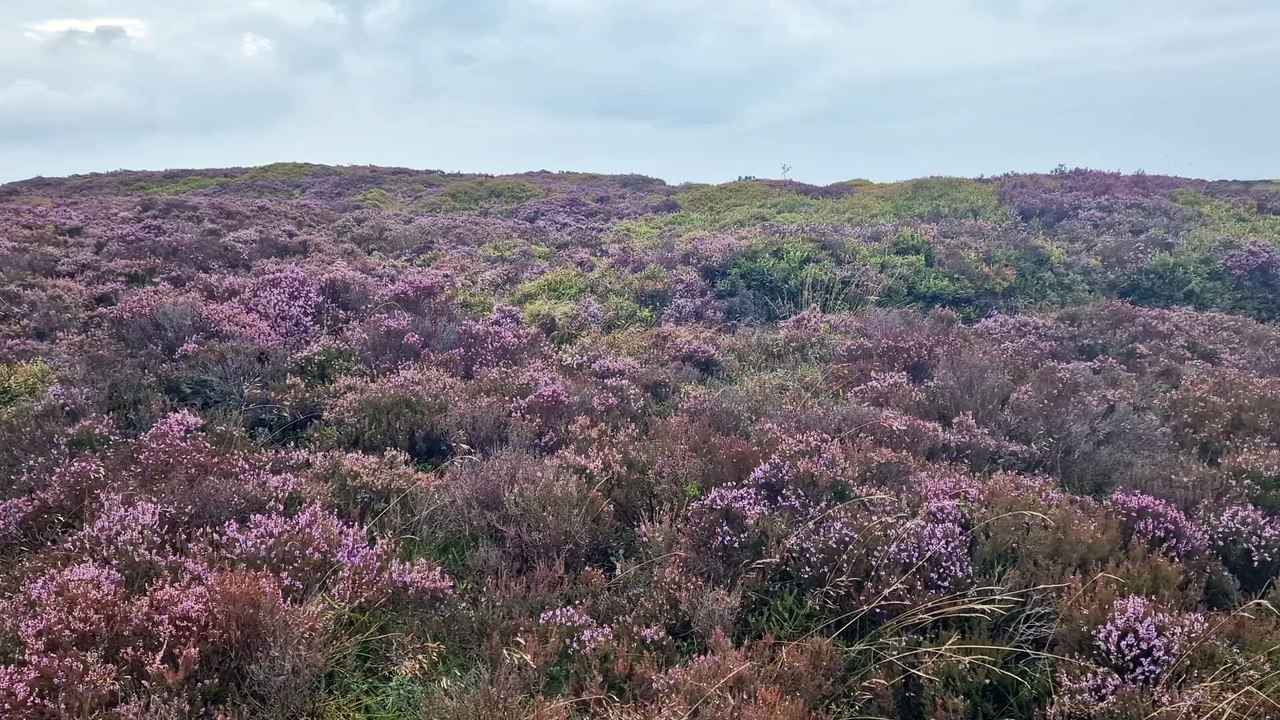 Heathers in bloom in the Peak District