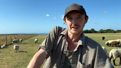 Titchfield Farmer shocked as thieves take 40 sheep from his field overnight