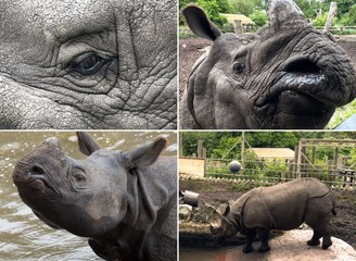 Meet Qabid the adorable one-horned Rhino at Edinburgh Zoo