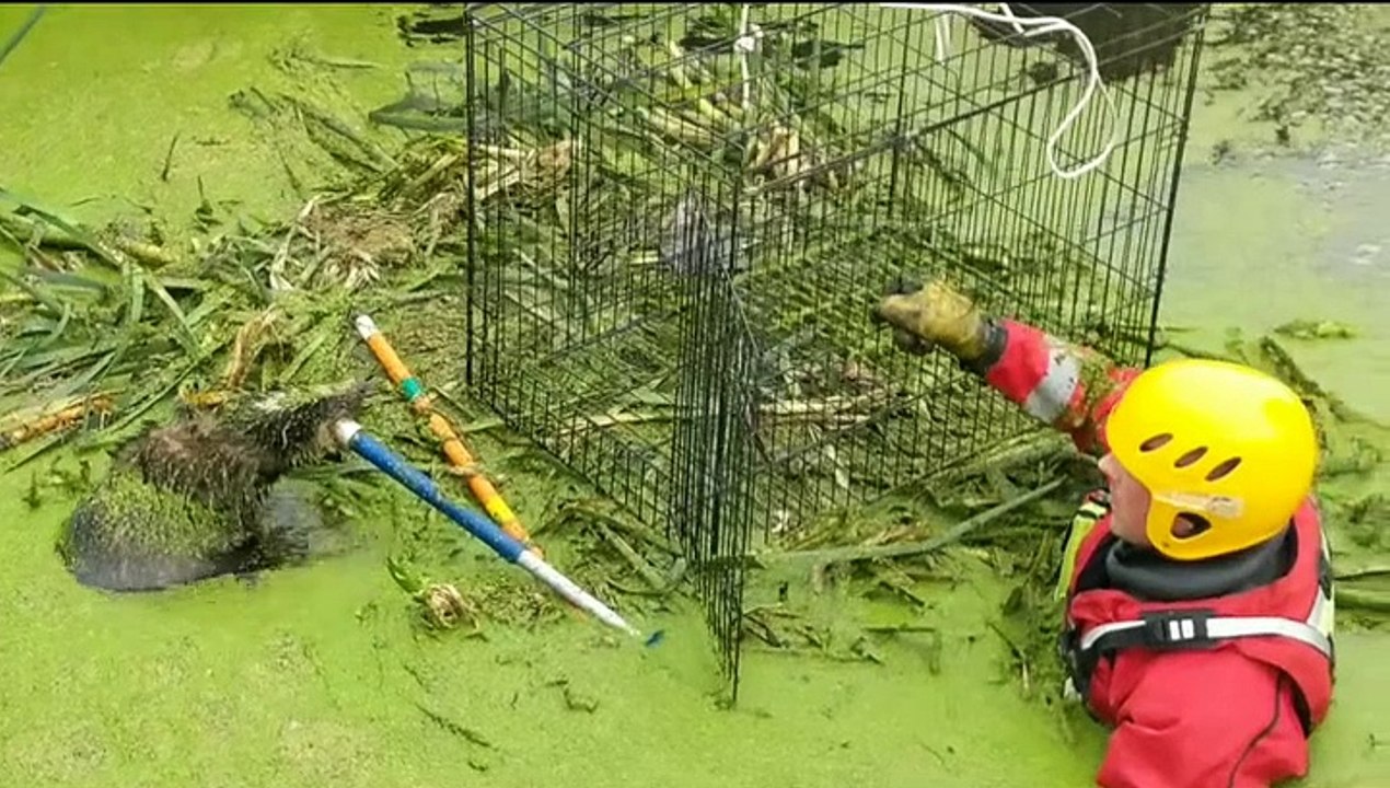 Fire and Rescue save a badger