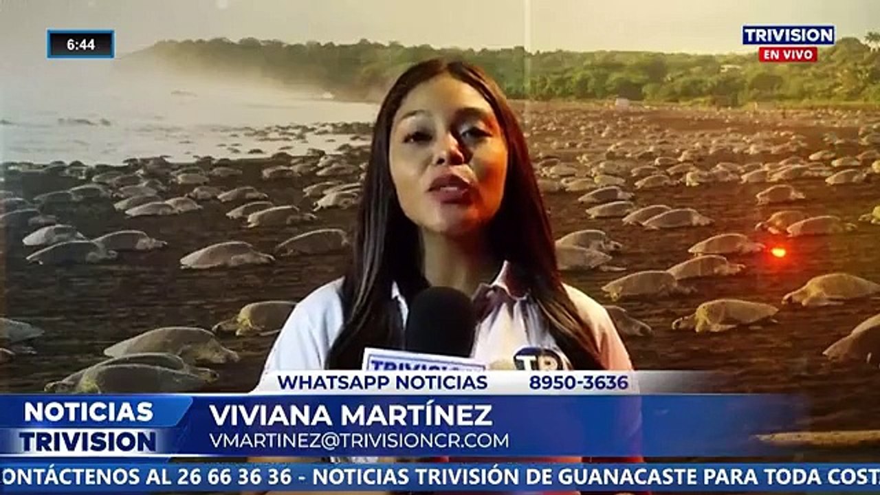 Cientos de tortugas loras deslumbran en Playa Ostional, Guanacaste