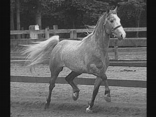 Chevaux