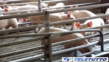 Video News - Peste suina, parla il commissario straordinario Filippini