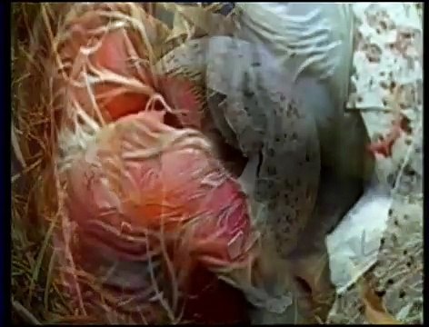 serhat kocak son demler