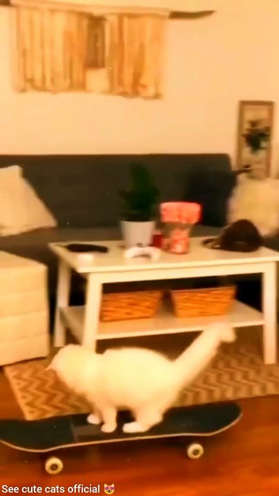 See me entertainment, cute cats,pets animals.