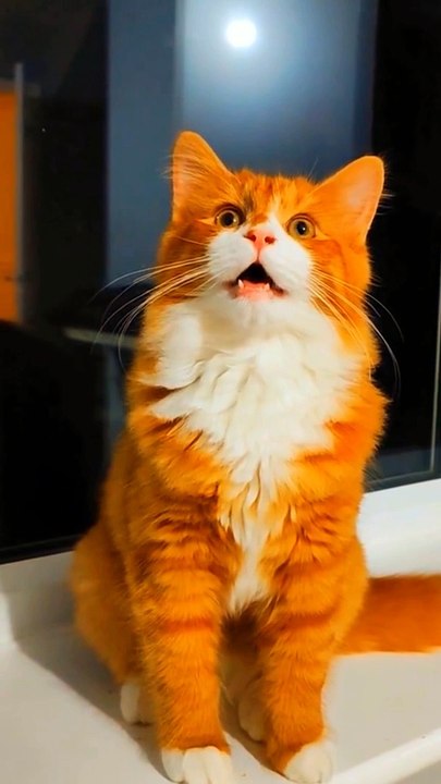 See me entertainment, cute cats,pets animals.