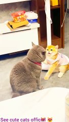 See me entertainment, cute cats,pets animals.