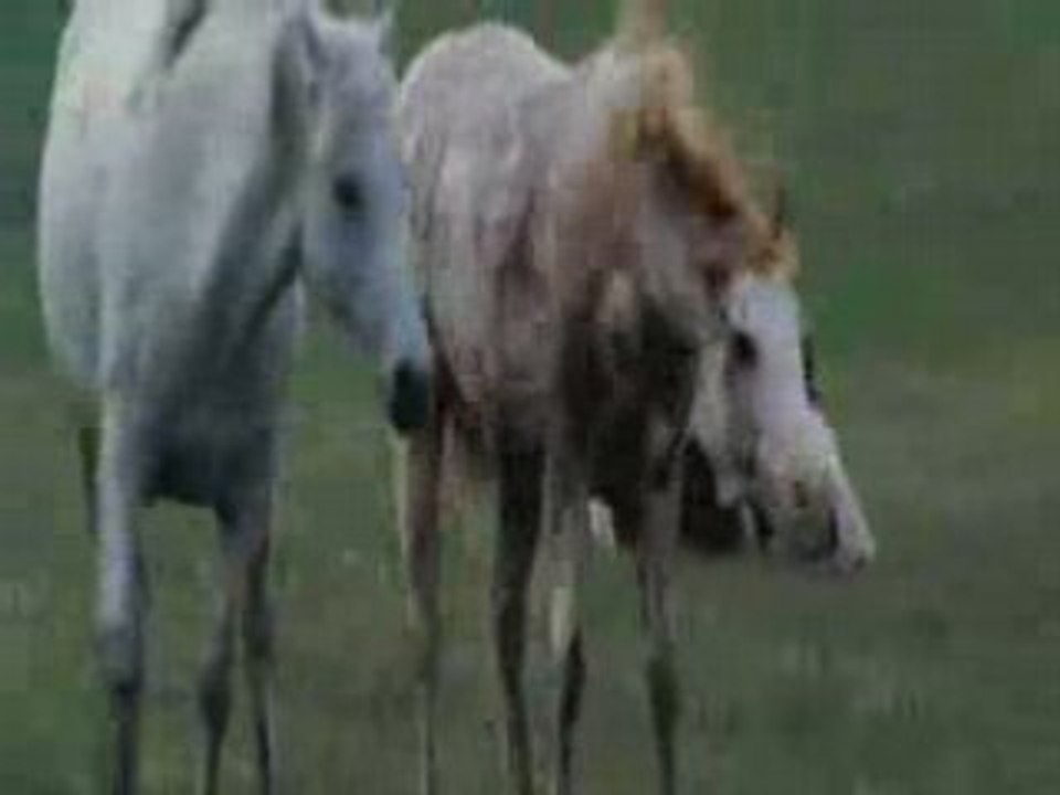 Flicka2
