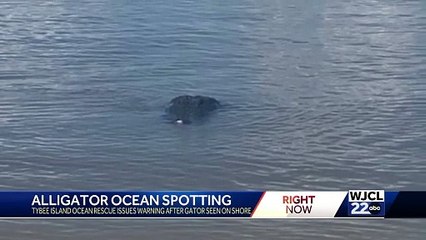 Alligator spotted near shore on Tybee Island  ||  Latest Update
