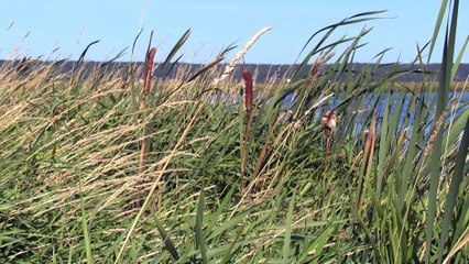 Topo protection millieux humide