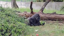 At Berlin Zoo: Gorilla Relishes Cabbage Like Never Before!