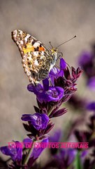 Música Relaxante para Sono Profundo & Cura Emocional 🌙