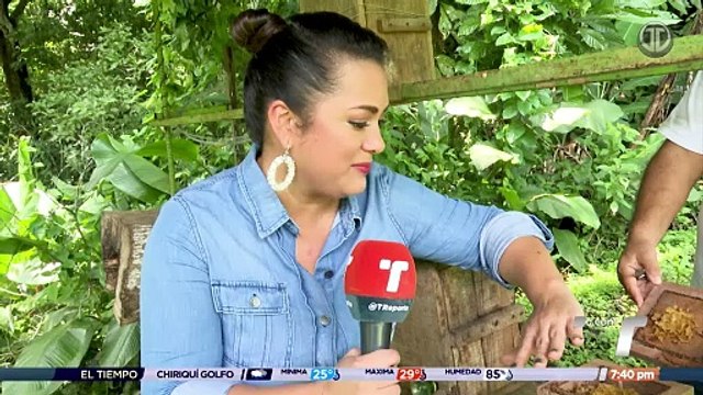 TR Verde: Abejas nativas que no pican
