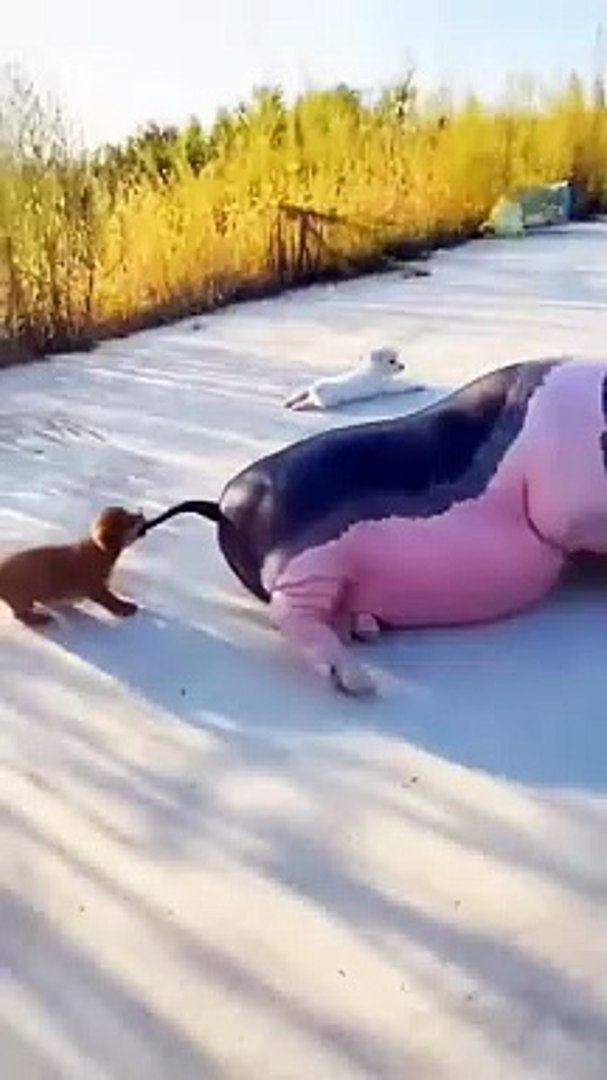 ⁣Pets funny #youtubeshorts #petsfunny #foryou #funny #pets