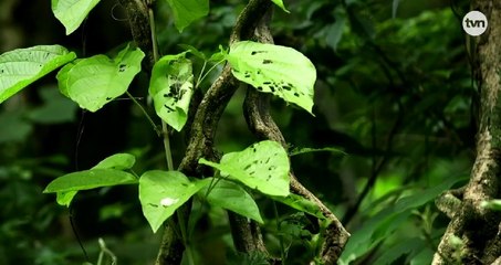 Mundo Verde | Lianas, los puentes del bosque