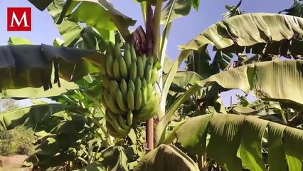 La sombra de la United Fruit Company: El imperio de las Repúblicas Bananeras
