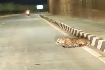 panther movement :  बीच राह बैठा मिला पैंथर...., लोगों में दहशत व्याप्त