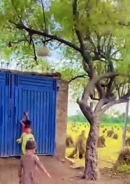 Punjabi culture gaon ka | zaberdst vlog| old village life in world very unique and wonderful village life traditional village life in Punjab apna sohna punjab