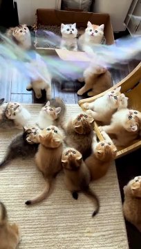 #cats #catsofinstagram #cat #of #catstagram #instagram #catlover #catlife #catlovers #instacat #kitten #pets #meow #kittens #catoftheday #kitty #love #cute #pet #animals