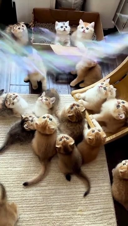 #cats #catsofinstagram #cat #of #catstagram #instagram #catlover #catlife #catlovers #instacat #kitten #pets #meow #kittens #catoftheday #kitty #love #cute #pet #animals