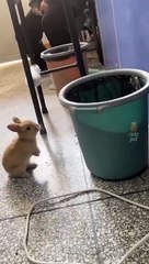 #cats #catsofinstagram #cat #of #catstagram #instagram #catlover #catlife #catlovers #instacat #kitten #pets #meow #kittens #catoftheday #kitty #love #cute #pet #animals