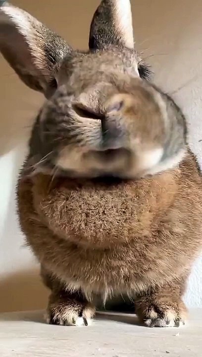 #pets #meow #kittens #catoftheday #kitty #love #cute #pet #animals