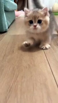 jumpykittens#cats #catsofinstagram #cat #of #catstagram #instagram #catlover #catlife #catlovers #instacat #kitten #pets #meow #kittens #catoftheday #kitty #love #cute #pet #animals