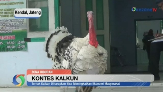 Suara Kalkun Menambah Keseruan Kontes Kalkun di Kendal