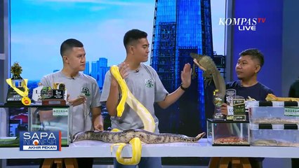 Mengenal Ular Piton Albino hingga Soa Layar Bersama Komunitas Bogor Reptile Addicted