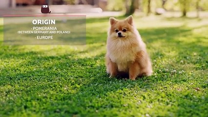 The POMERANIAN Dog  (Origin, Characteristics, Character and Care)