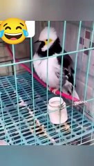 Animal Funny Crashes and Love