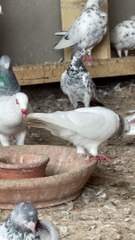 #trending #usa #viral #shortvideo #baby #pet #animals #birds #pigeon #pigeonlove #danish #magpies