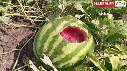 Kargalar Karpuzları Yedi, Çiftçi Mağdur