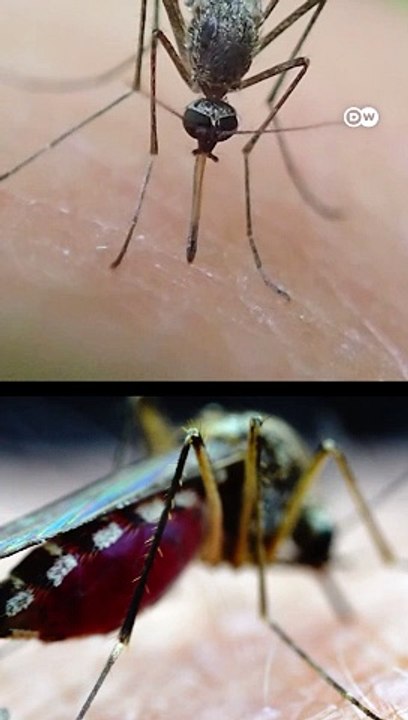 ¿Por qué los mosquitos pican más a unas personas que a otra?