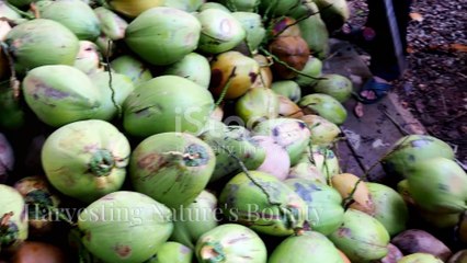 The Fascinating Journey of Coconut Harvesting