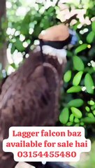 Funny animal talking animals